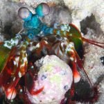 キモうまグルメで田中が七色シャコを捕獲ｗ番組内容紹介！【画像】【有吉弘行のダレトク】