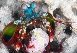 キモうまグルメで田中が七色シャコを捕獲ｗ番組内容紹介！【画像】【有吉弘行のダレトク】