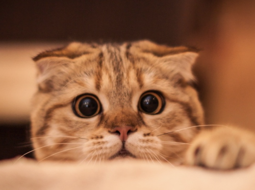 カルカンのくうちゃんの猫CMが感動で泣ける！飼い主の声に反応するのか？内容を紹介！【敬老の日】